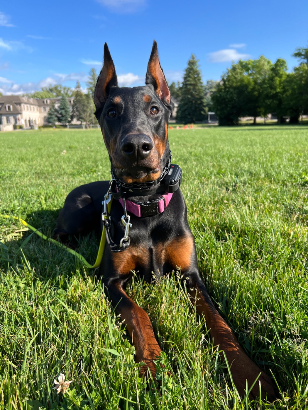 Are prong collars safe for dogs?