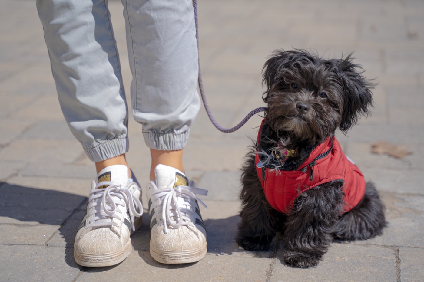 Common Training Mistakes New Dog Owners Make (And How to Avoid Them)