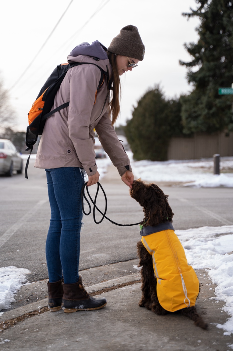 The Harness Lie: What the Dog Industry Doesn't Want You to Know