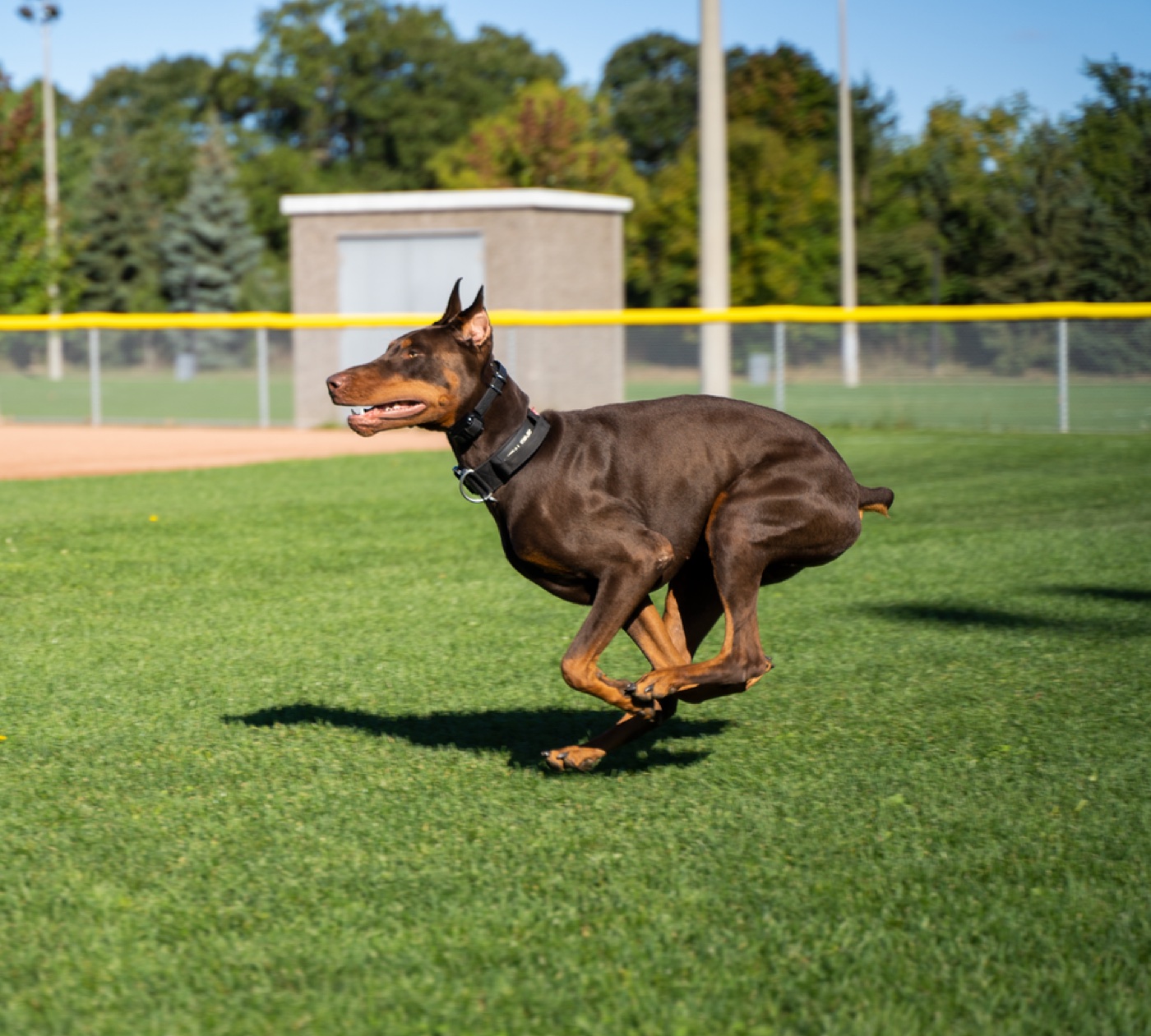 Why Dog Parks Can Create More Problems Than They Solve?