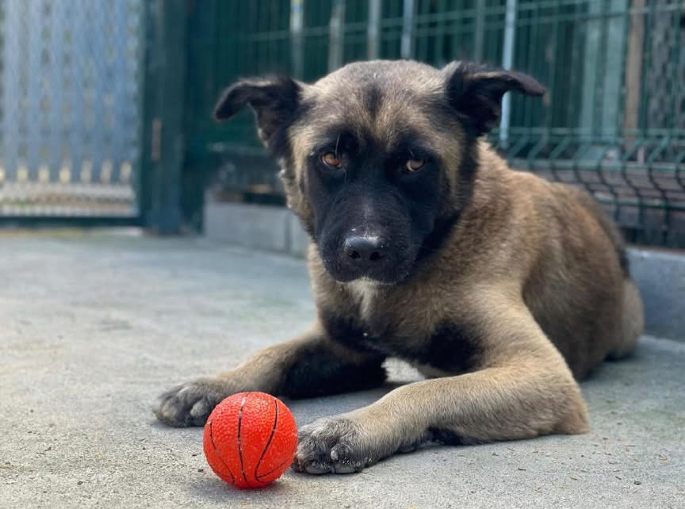 Why Rescue Dogs Aren't Broken