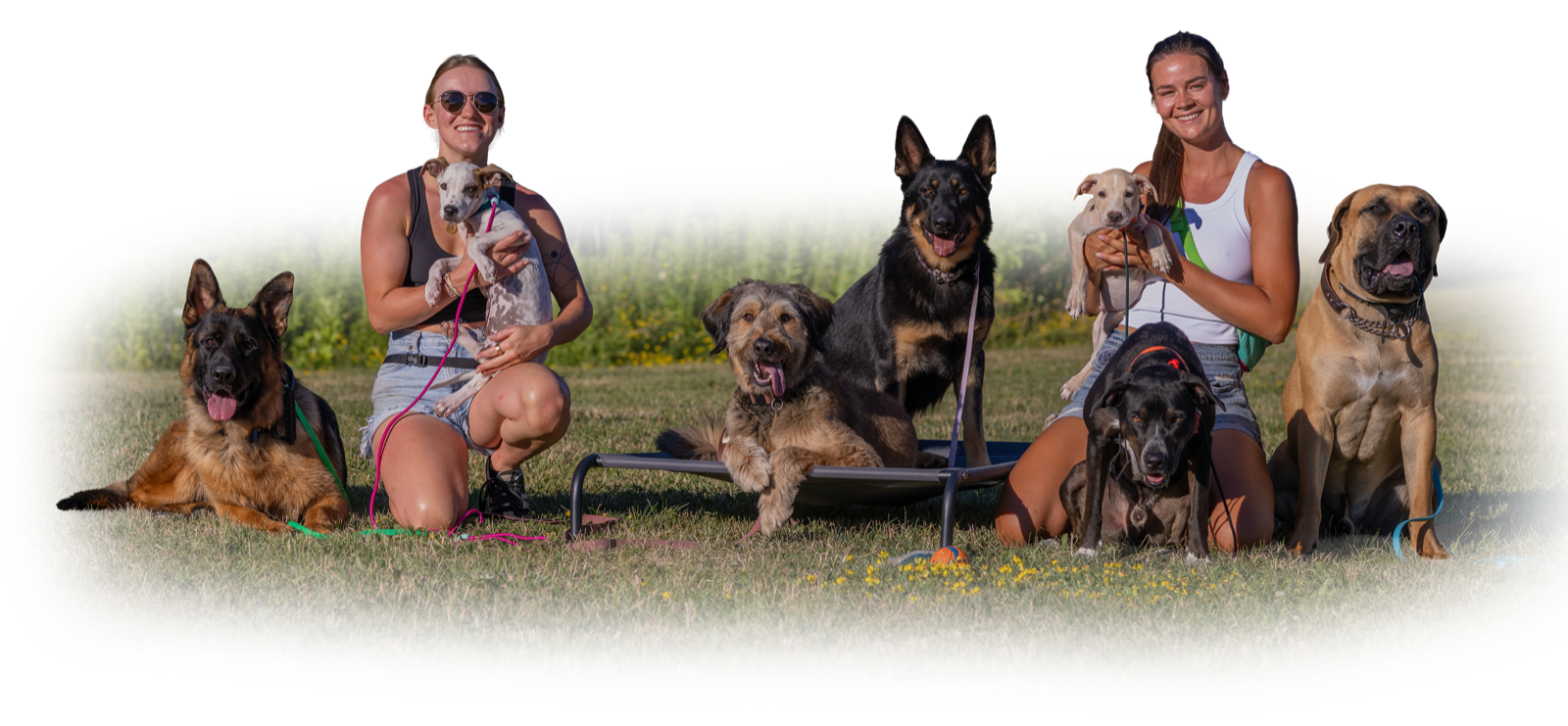 The Balanced Paw team with client dogs