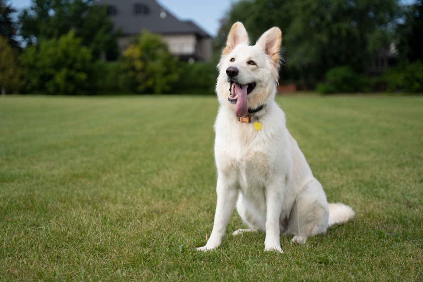 Nala